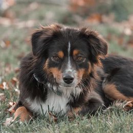 Aussiedoodles and Australian Shepherds from Urban Aussies