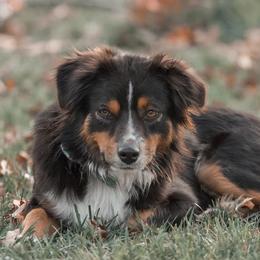 Aussiedoodles and Australian Shepherds from Urban Aussies