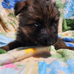 Bigweld - Sable male German Shepherd puppy in Los Lunas, New Mexico from Mali's German Shepherds LLC