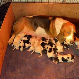 Basset Hound All Grown Up from Beckstrom’s Family Bassets