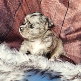 Chihuahua puppies from Elsbeth's Chihuahuas
