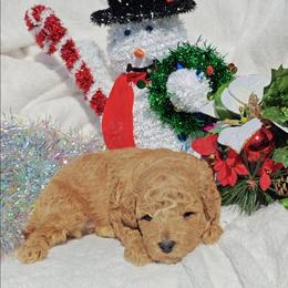 Buddy - Red  male Goldendoodle puppy in Dallas, Texas from Halo's Heroes Doodles