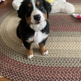 Bernese Mountain Dog Puppies from Willow Tree Berners