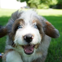 Boy 2 - Blue merle male Aussiedoodle puppy in Lawton, Oklahoma from Lindsey’s Aussies