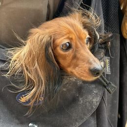 Dachshunds from Low Rider Kennel