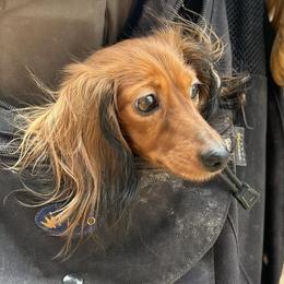 Dachshunds from Low Rider Kennel