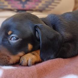 Dachshunds from B'Haven Dachshunds