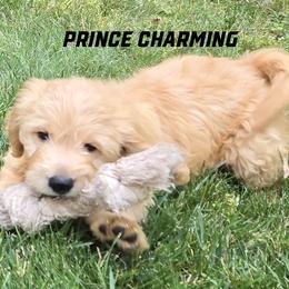 Prince Charming - Cream male Goldendoodle puppy in Milford, Michigan from Servant Kennel