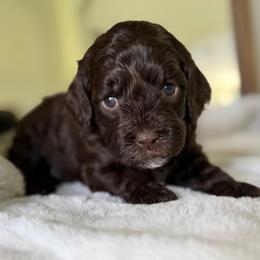 Pink Girl - Brown female Cockapoo puppy in Fort Gibson, Oklahoma from Waggle Doodles