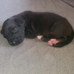 Black boy - Black male Great Dane puppy in Lindsay, California from Dori's Danes