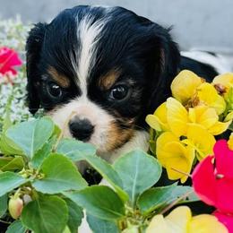 Cavalier King Charles Spaniel puppies from Applewood Cavaliers