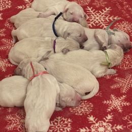 Boy 3 - Light golden male Golden Retriever puppy in East Hartford, Connecticut from Cherry Hollow Goldens