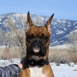 Ori - Boxer