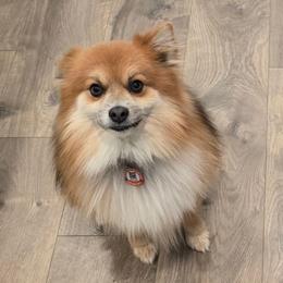 Rocket - Pomeranian