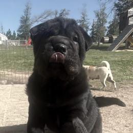 Carnation - Black female Chinese Shar-Pei puppy in Chipley, Florida from HapPei House of Wrinkles