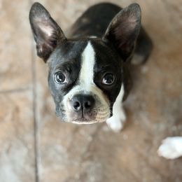 Kai - Boston Terrier