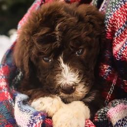 Aussiedoodle Puppies from Blue Mountain Aussiedoodles