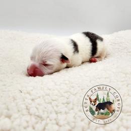 High Roller - Gray and white male American Corgi puppy in Cameron, North Carolina from Butts Family Corgis