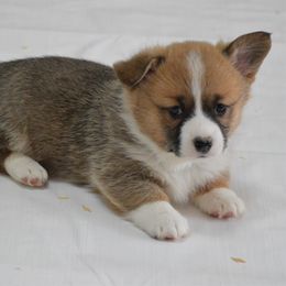 Pembroke Welsh Corgi Puppies from Smiling J Ranch Corgis