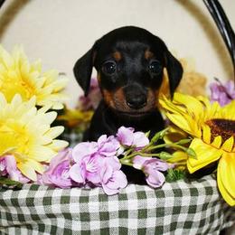 Dachshund Puppies from White River Valley Kennel