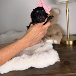 Athena - Tri-color female Bernedoodle puppy in Sweetwater, Florida from Sandy Snout Doodles