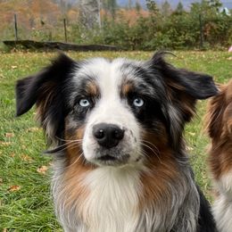 Ryder - Australian Shepherd