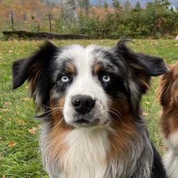 Ryder - Australian Shepherd