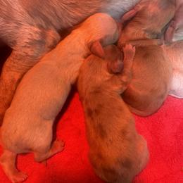 BOY 1 DAPPLE RED - Dapple male Dachshund puppy in Polo, Missouri from Blue Tails Farm