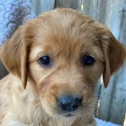 Joy - Dark golden female Golden Retriever puppy in Chico, California from Glenmac Goldens