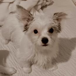 Sugar - Black and white female Companion Cross puppy in Mankato, Minnesota from Tiny and Treasured