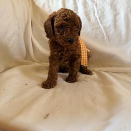 Josephine - Red  female Poodle puppy in Colerain, North Carolina from Lisa's Poodles