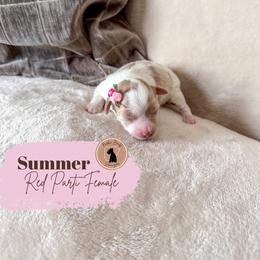 Summer - Purple girl - Parti female Miniature Schnauzer puppy in Moro, Arkansas from Barkin’ Beauty Schnauzers
