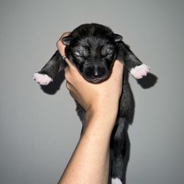 Siberian Husky Puppies from SoFlo Siberians