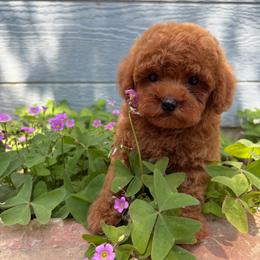 Rocky - Red  male Poodle puppy in Reedley, California from Diamond Poodles