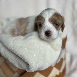 Cavapoo Puppies from Pawfect Fur Friends