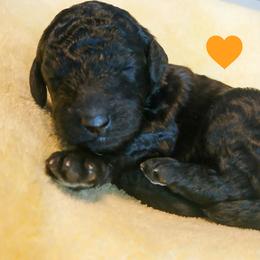 Orange - Black female Poodle puppy in Big Rapids, Michigan from Meeker's Ridge Standard Poodles