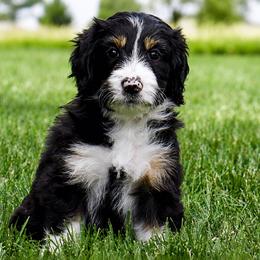 Rocko - Black tri-color male Aussiedoodle puppy in Decatur, Illinois from Signature Doodles