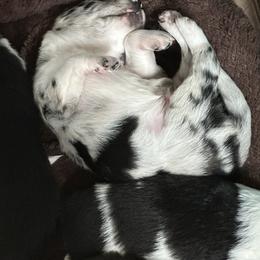 Border Collie Puppies from Roaring River Border Collies