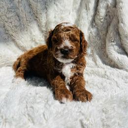 Koi - Red  male Goldendoodle puppy in American Fork, Utah from Kym’s Micro Mini Goldendoodles