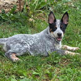 Roane - Blue speckled female Australian Cattle Dog puppy in Knoxville, Tennessee from Shada Australian Cattle Dogs