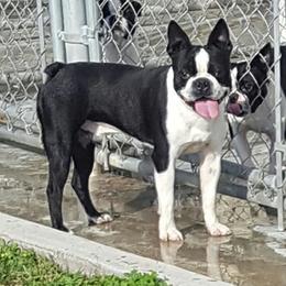Jasper - Boston Terrier