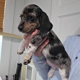 Maevis's black and tan dapple brindle piebald boy - Dapple male Dachshund puppy in Declo, Idaho from Dozendachs