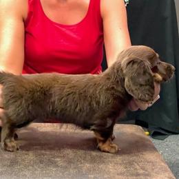 Dachshund Puppies from Strom Ranch