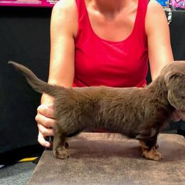 Dachshund Puppies from Strom Ranch