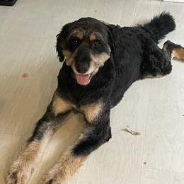 Bear - Tri-color male Bernedoodle puppy in Beachwood, Ohio from Paws of the Vineyard