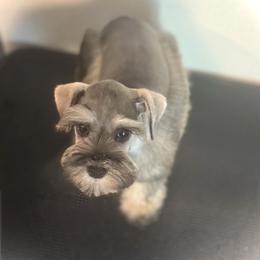 Lady - Salt and pepper female Miniature Schnauzer puppy in Overton, Texas from Beards & Bows Schnauzer Farm