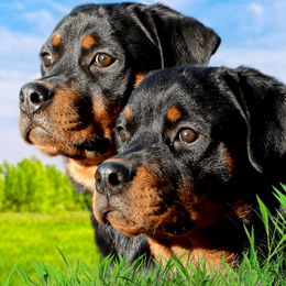 Belgian Malinois, Black Russian Terrier, Dutch Shepherd, Poodle, and Rottweiler Puppies from Louisov Kennel