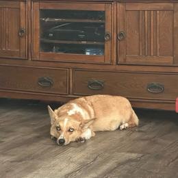 Monkey - White and red female Pembroke Welsh Corgi puppy in Saint George, South Carolina from Carolina cotton candy corgis