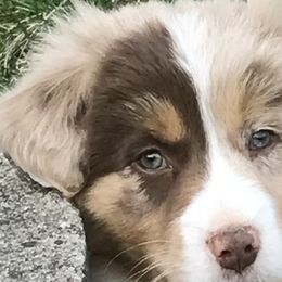 Aussiedoodles, Australian Shepherds, Pembroke Welsh Corgis, and Poodles from Morehead Family Dogs