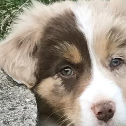 Aussiedoodles, Australian Shepherds, Pembroke Welsh Corgis, and Poodles from Morehead Family Dogs
